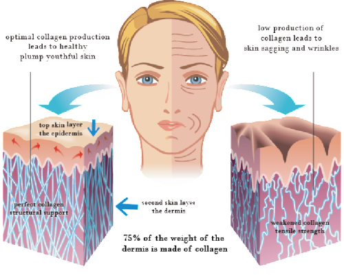 Collagen Health Benefits & Vital Role in the Skin’s Healing